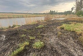 Alarm w Nowych Dworach. Paliły się nadnoteckie łąki-11054