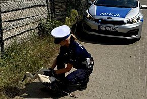 Nietypowa interwencja czarnkowskiej drogówki-12278