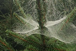 Kupujesz żywą choinkę na święta? Ten szczegół łatwo przeoczyć-13582