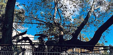 Herodot i Hipokrates, rozdzieleni cieśniną Kos-13073