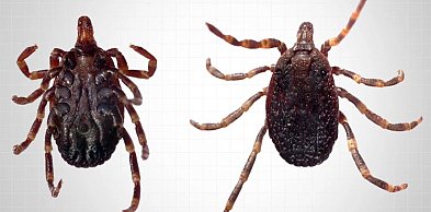 Badaczka: kleszcze, które biegną do człowieka, pojawiły się w Polsce