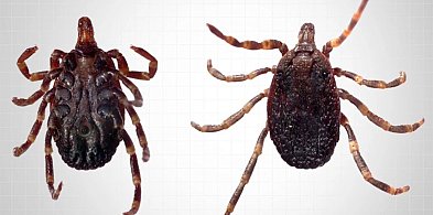 Badaczka: kleszcze, które biegną do człowieka, pojawiły się w Polsce