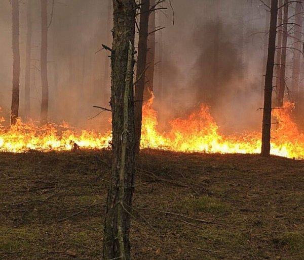 Bardzo gorące popołudnie! Spłonęło 18 hektarów lasu