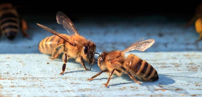 2 mln zł wsparcia na pokarm dla pszczelich rodzin