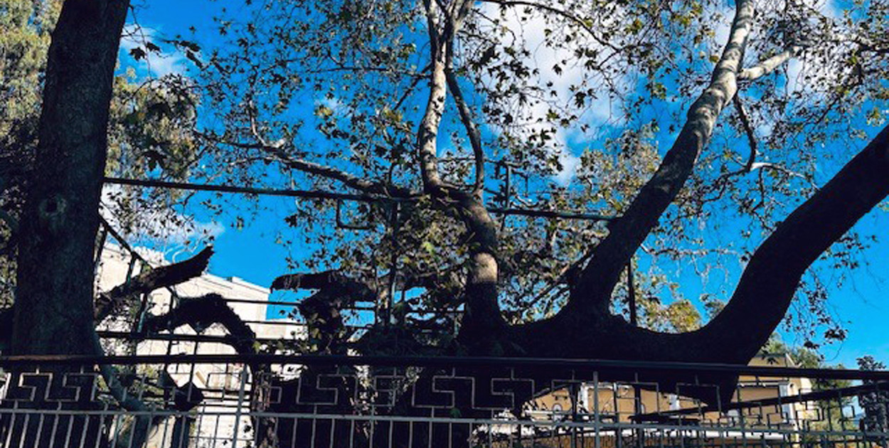 Platan Hipokratesa i port w Bodrum, fot. Jolanta Styrczula