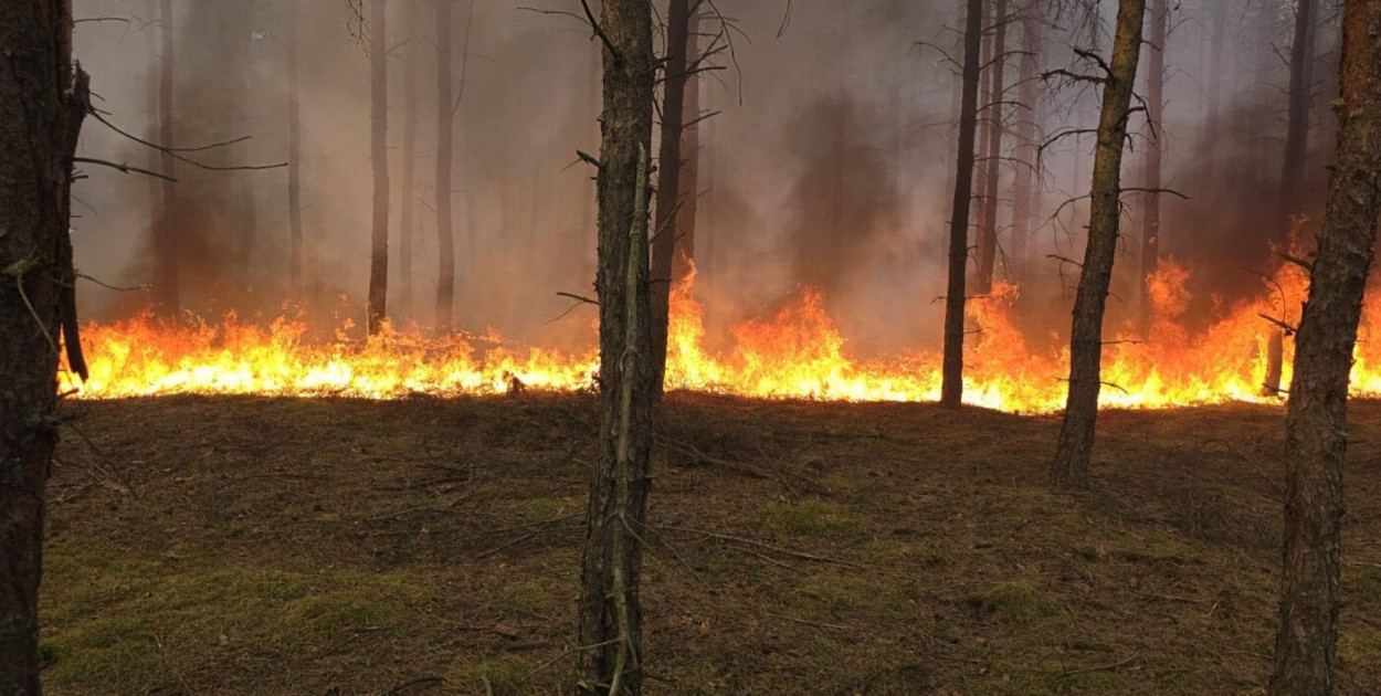 Bardzo gorące popołudnie! Spłonęło 18 hektarów lasu