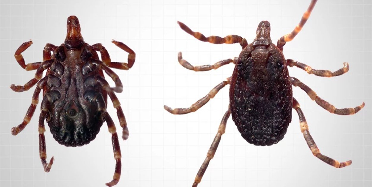 Badaczka: kleszcze, które biegną do człowieka, pojawiły się w Polsce